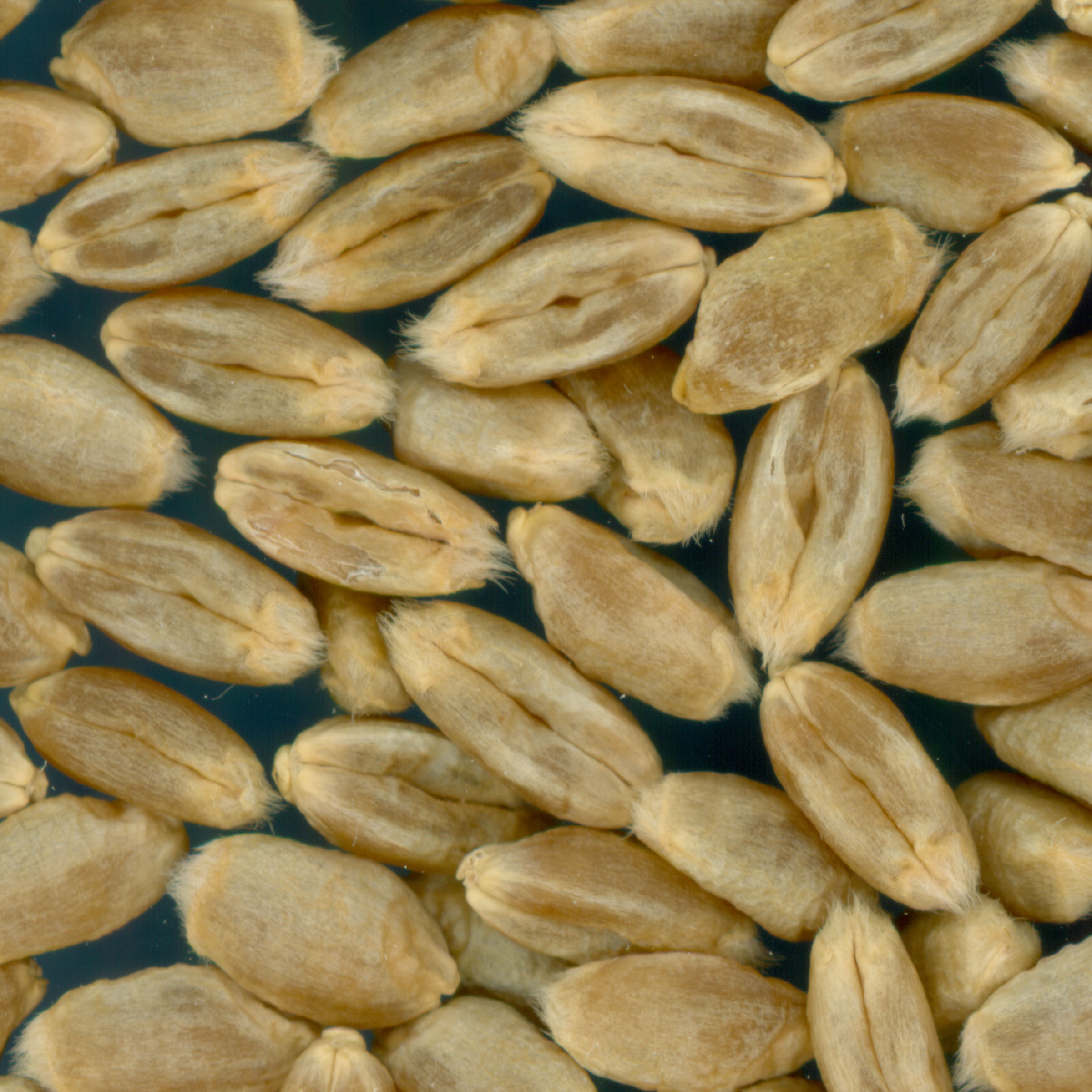 KERNELS